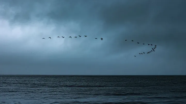 A flock of birds against an open sky