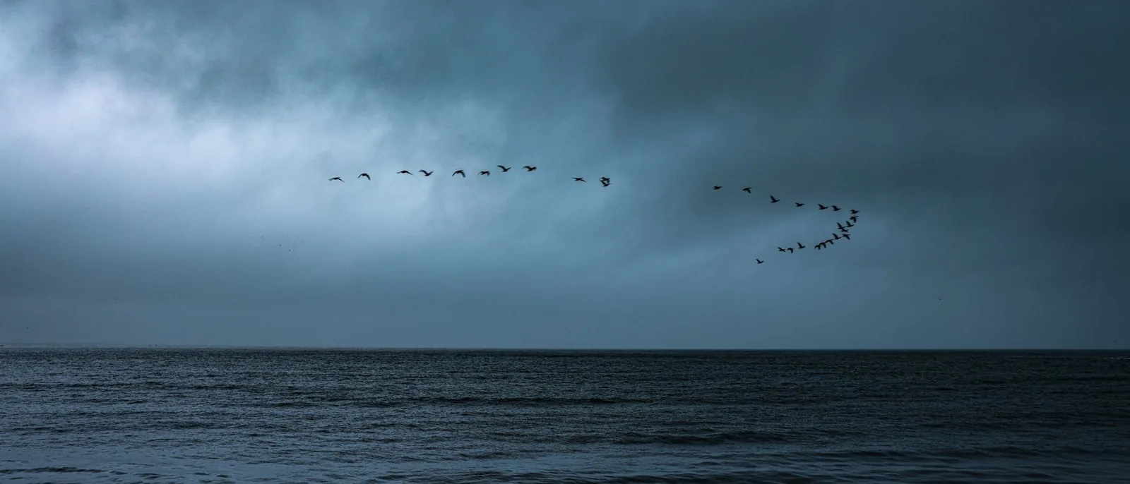 A flock of birds against an open sky